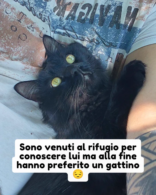 gatto gatta gatti micio micia mici gattino gattina gattini adottare adozione adotta affidamento affidare animale animali animalista animalisti felino felini volontario volontariato sfortunato bisognoso randagio randagi randagismo strada gattile rifugio