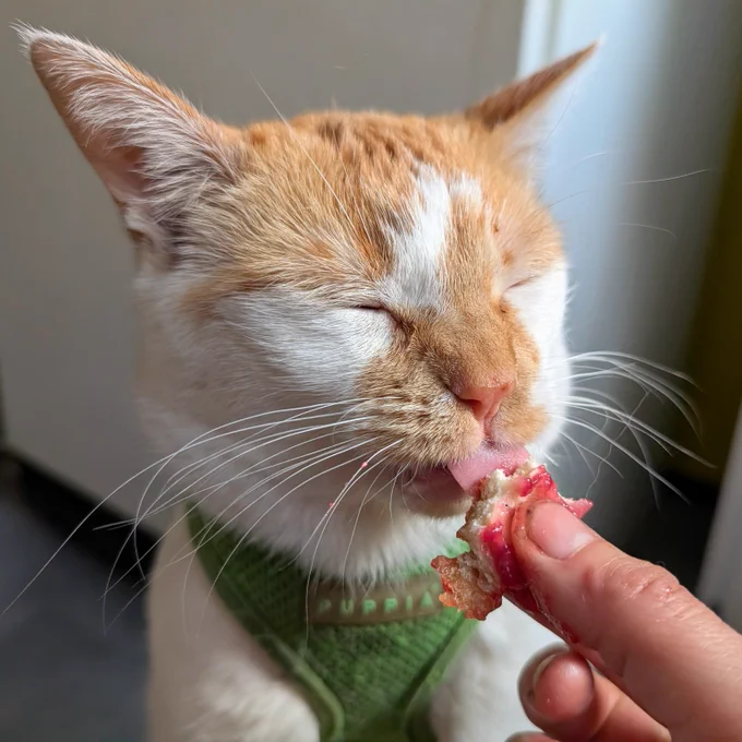 Cheddar licks a piece of donut covered in raspberry jam that's being held by his mama. His eyes are closed and he has a happy expression. 