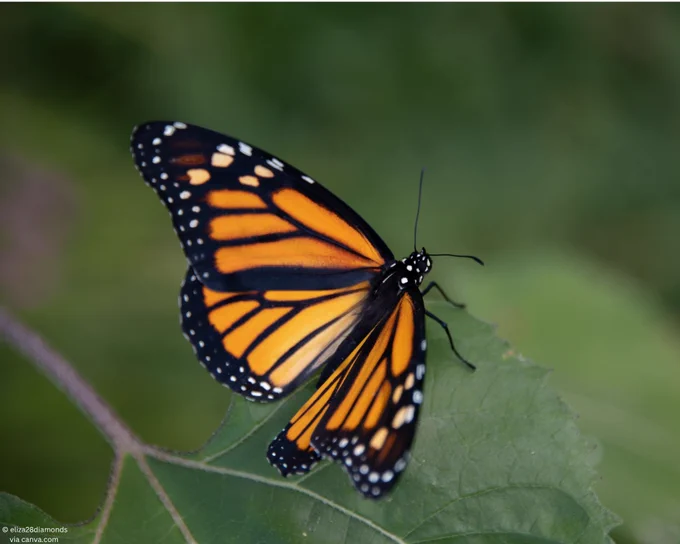 A monarch butterfly resting on a leaf.