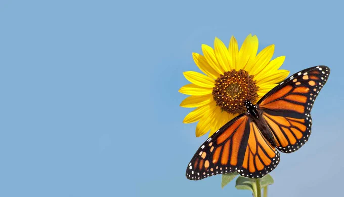 A Monarch butterfly rests on a vibrant yellow sunflower against a clear blue sky.