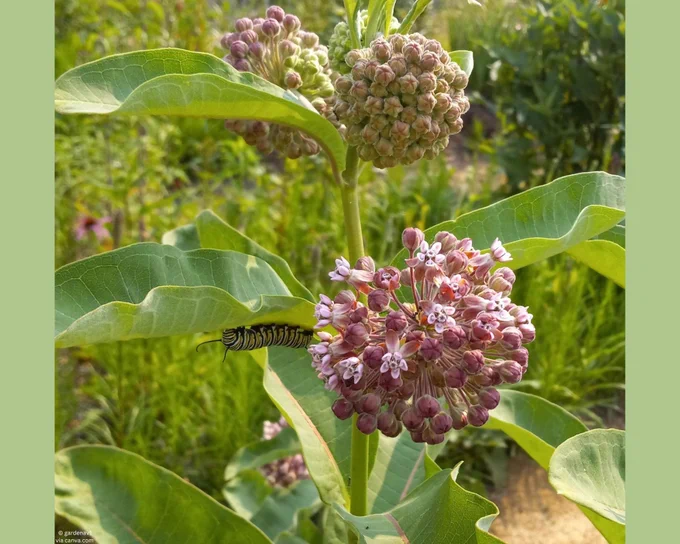 Monarch caterpillar crawling on a common milkweed plant in bloom.