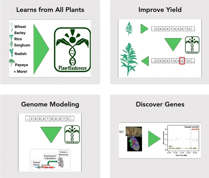 Images from the PlantCAD DNA language model. 
