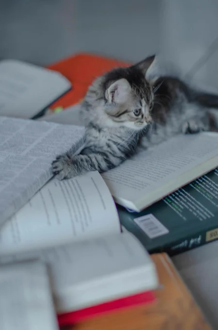 gray and black kitten on a messy pile of books