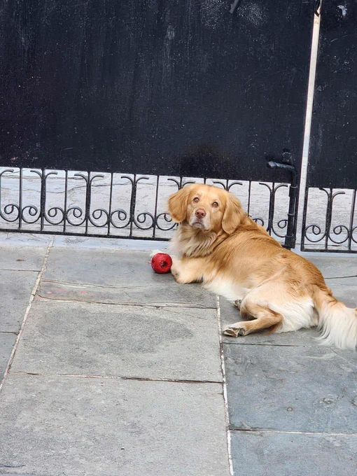 Golden retriever sitting on a tiled patio, looking to the side with a leash in its mouth.