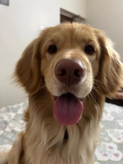 Close-up portrait of a golden retriever puppy looking into the camera with its tongue out.