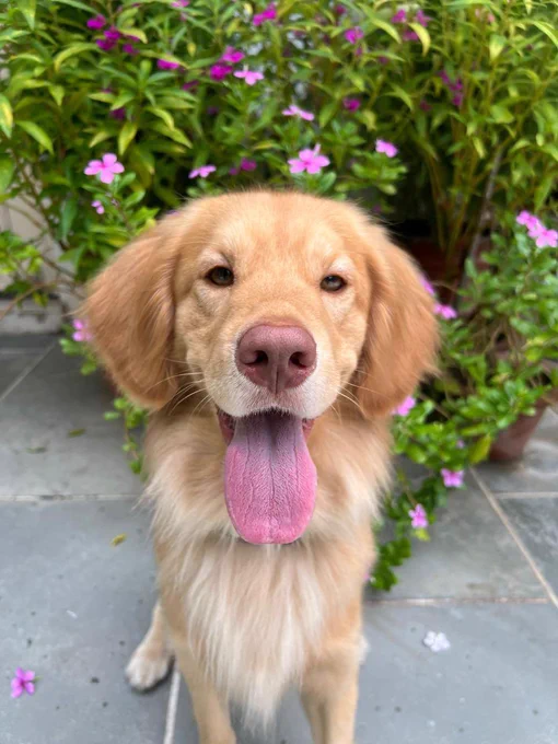 Golden retriever standing outdoors in front of pink flowers, panting with its tongue out.