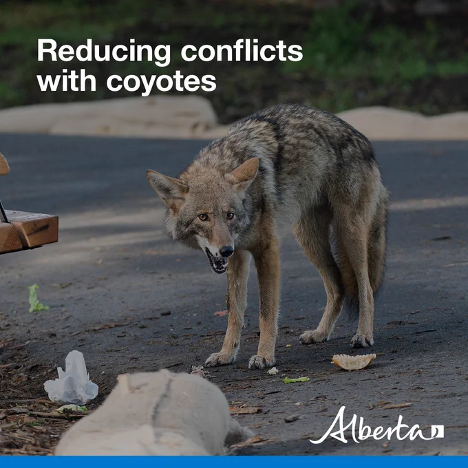 image depicts a coyote eating garbage spilled in a public park. Text reads Reducing conflicts with coyotes with the white Alberta logo in the bottom right corner.