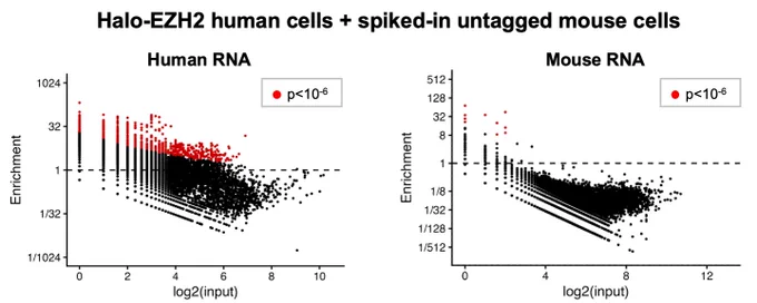 UV-crosslinked human cells containing Halo-tagged EZH2 were mixed with crosslinked mouse cells in which the protein was untagged and human EZH2 purified with Halo resin. Enrichment of human RNA (left) or mouse RNA (right) versus input was plotted against RNA abundance in the paired input sample. Windows with significant enrichment (p <10−6; binomial test) are shown in red. Human RNAs show enrichment versus input whereas mouse RNAs do not.