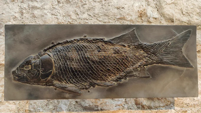 Cast of a prehistoric fish at Cumberland House Natural History Museum