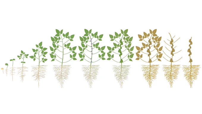 Simple graphic showing the soybean growth cycle. The cycle starts on the left with germination, progressing through vegetative and flowering stages with green leaves, and ending on the right side at full maturity with dry leaves.