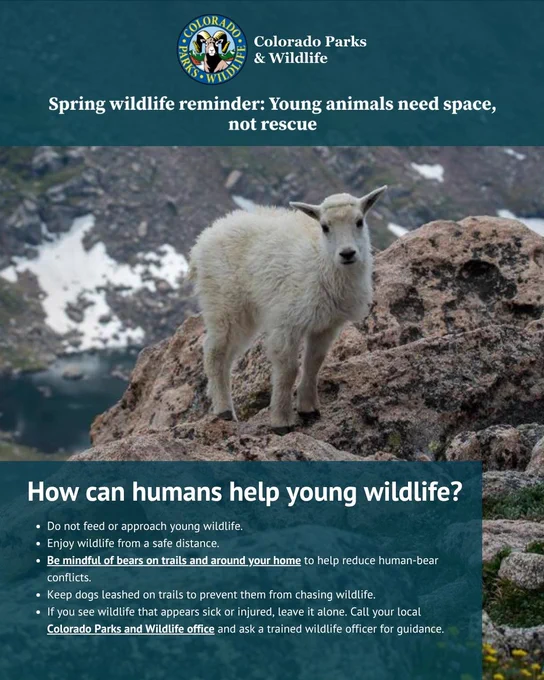 Young mountain goat standing on rocky terrain with snowy mountains in the background, emphasizing wildlife safety in spring.
