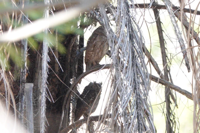 Pacific Screech Owls