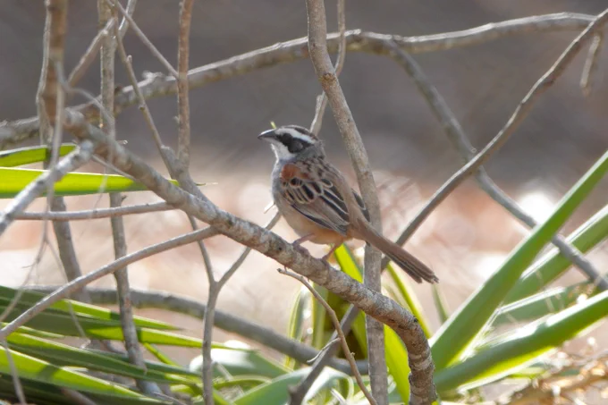 Stripe-headed Sparrow