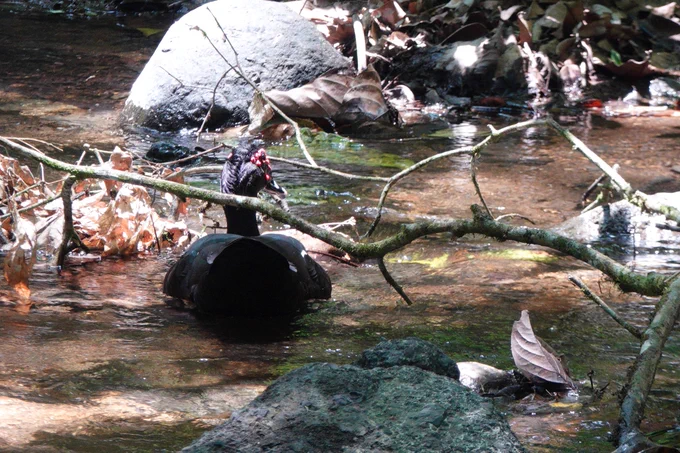 Muscovy Duck