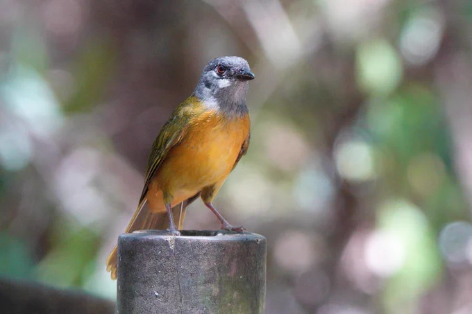 Grey Headed Tanager