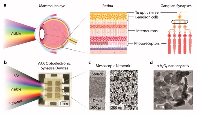 Illustration of how the optoelectronic synapse device takes in and captures light similar to the mammalian eye. 