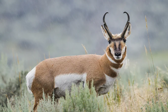 A close-up side profile of a Pronghorn standing in a field of green shrubs during a light rain. It has tan and white fur, large dark eyes, and distinctive black-tipped horns that curve inward at the top.