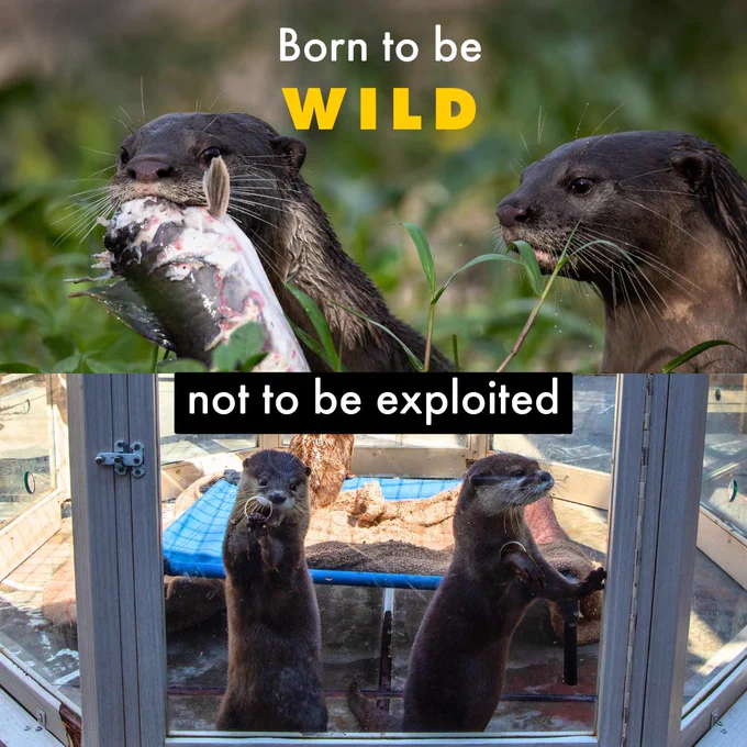 A split image with the text "Born to be WILD" at the top, with an image of two wild otters, one with a fish in its mouth, and the text "not to be exploited" at the bottom with an image of two captive otters in a glass cage.