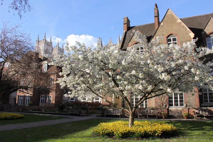 A blooming white cherry blossom tree stands prominently in a garden, surrounded by a bed of daffodils. Behind it, an ornate brick building with arched windows and steep roofs complements the scene. In the background, the gothic spires of Westminster Abbey rise against a blue sky with scattered clouds