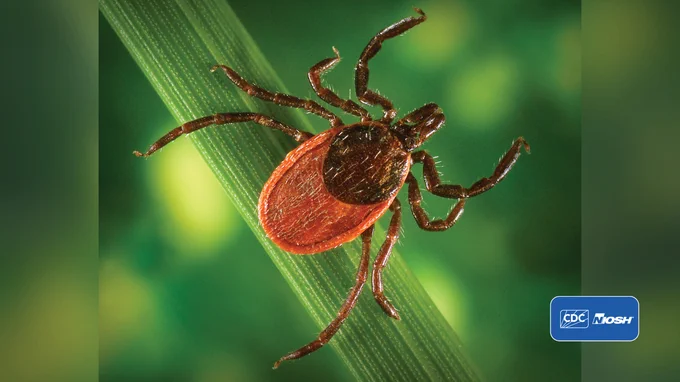 closeup photo of a tick on a green leaf against a green background with the CDC NIOSH logo