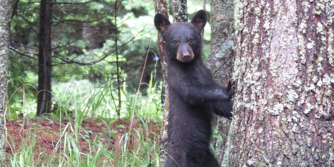 a young black bear standing on its hind legs with its paws rested on a tree.