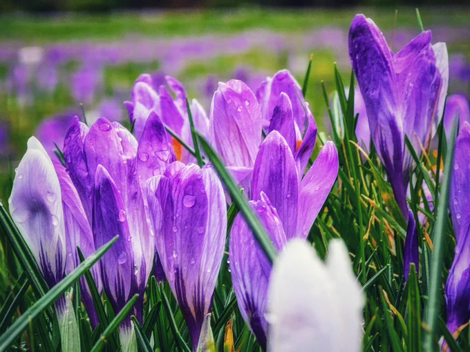 A close-up photograph of several purple crocus flowers growing in green grass. The petals are a rich violet and lavender colour, decorated with delicate dark purple stripes. Tiny, glistening raindrops cling to the surface of the petals. The background is a soft, dreamy blur of purple and green, showing a vast field of more crocuses in gentle morning light. A pale, out-of-focus crocus stands in the immediate foreground, adding depth to this peaceful, fresh spring scene.