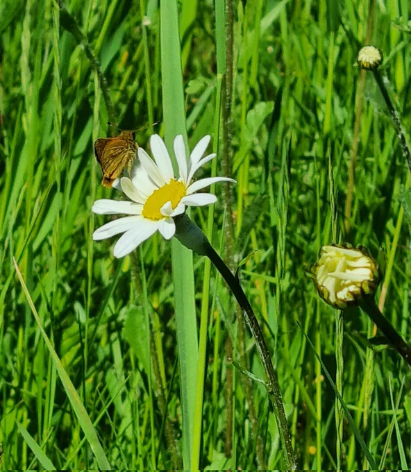 Vertical green grass leaves. White with yellow centre flower at centre of photo with a small orange-brown butterfly on it.