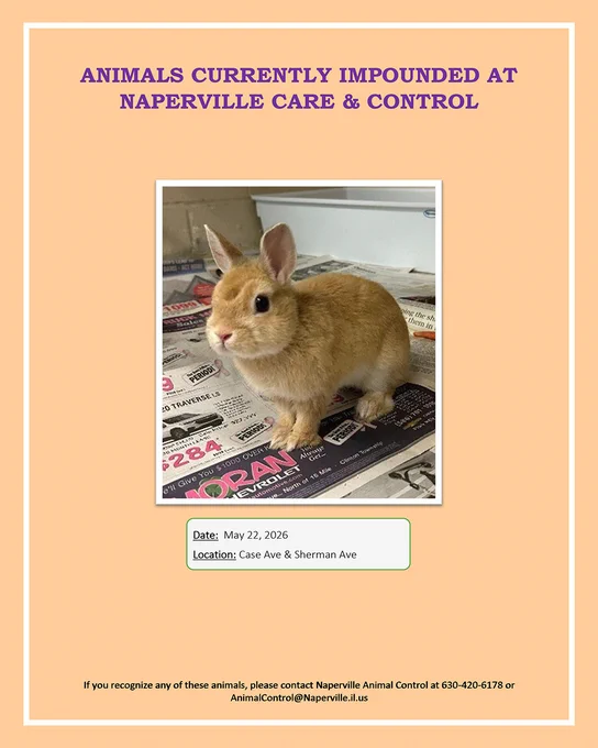 A small light brown rabbit with upright ears is sitting on newspaper pages. The bulletin notes that the rabbit was found on May 22, 2026, at Case Ave & Sherman Ave and is currently impounded at Naperville Animal Care & Control. 
