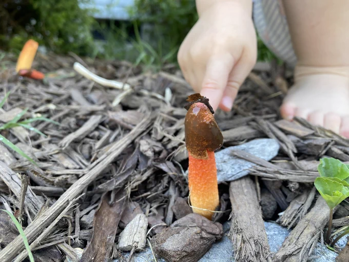 A small child points at a strange looking mushroom with an orange stalk and a brown sticky head, growing up from the ground. 