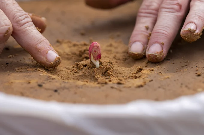 Fingers gently touch soil surrounding a small sprouting seedling emerging from the ground.
