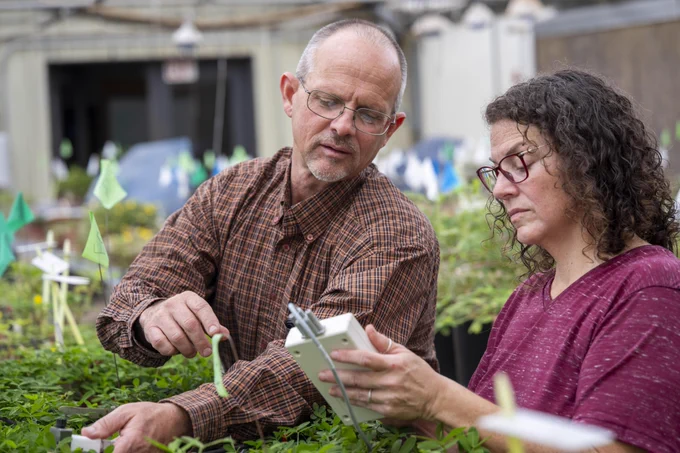 Two people in a greenhouse setting, tending to plants and examining a small device. There are rows of green plants with small flags in the background.