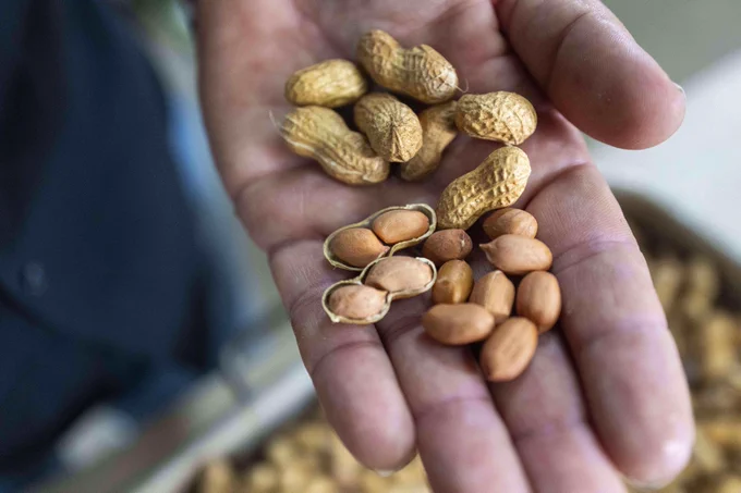 A hand holds several peanuts, some in shells and some shelled.