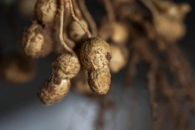 Close-up of fresh, earthy peanuts still attached to their roots. The image shows the textured surface of the peanuts, highlighting their natural state.