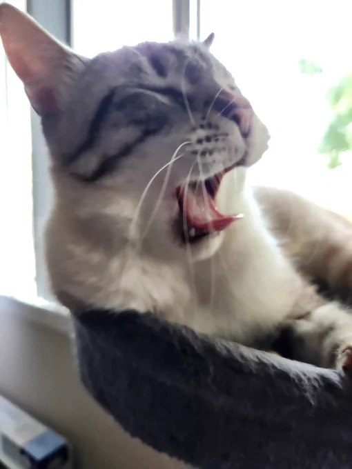 Lentil definitely screaming about unfairness and NOT in the middle of a yawn. His eyes are closed and his mouth is open wide, with his pink tongue curling upwards.