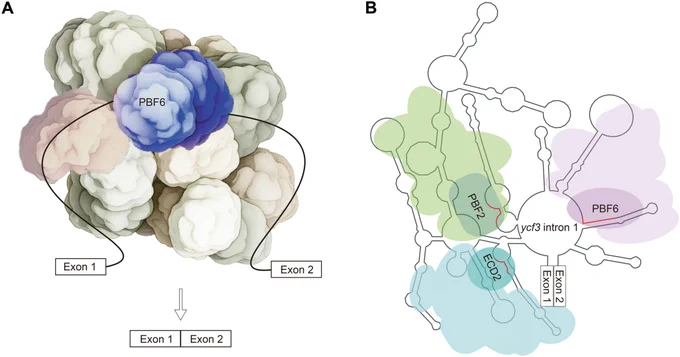 Working models for PBF6: (A) Proposed role of PBF6 in enhancing the splicing of ycf3 intron 1 and clpP1 intron 2, and of introns from petB, ndhA, and ndhB transcripts. (B) Proposed role of PBF6 in concert with two other PPR-type splicing factors ECD2 and PBF2 in promoting splicing of ycf3 intron 1. 