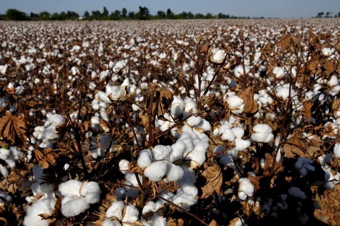 Cotton patch with white blossoms out.