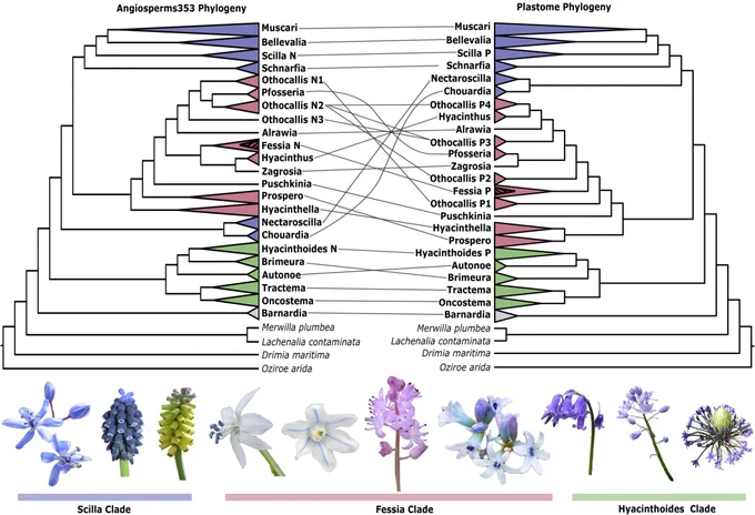 Annotated phylogenetic analyses comparing Angiosperms353 and Plastome phylogenies.