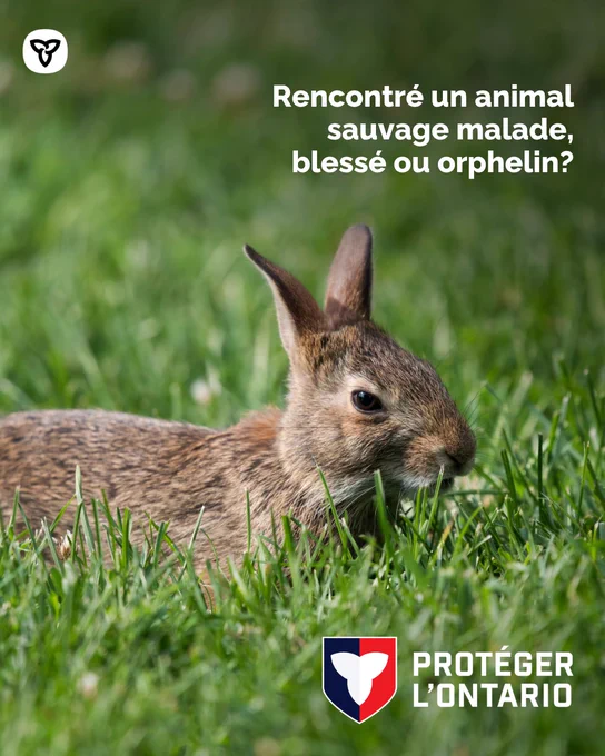 Gros plan d’un lapin dans un champ. Le texte dit : « Rencontré un animal sauvage malade, blessé ou orphelin? » 