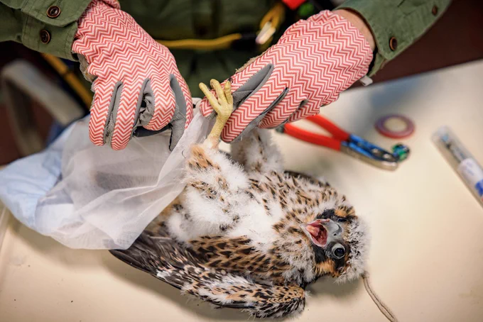 Hands wearing red gloves put a band on a baby falcon's leg.