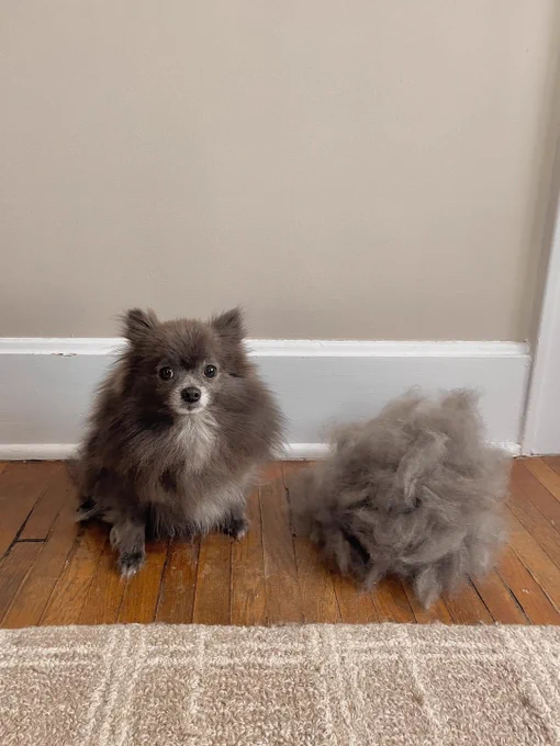 a gray pomeranian/chihuahua mix sits on a hardwood floor in front of a beige wall and looks slightly to one side. on her left, there is an enormous pile of her own fur, so large as to almost be mistaken for a second dog. it even has two little tufts toward the top that could be ears. fittingly, the dog’s name is tumbleweed.