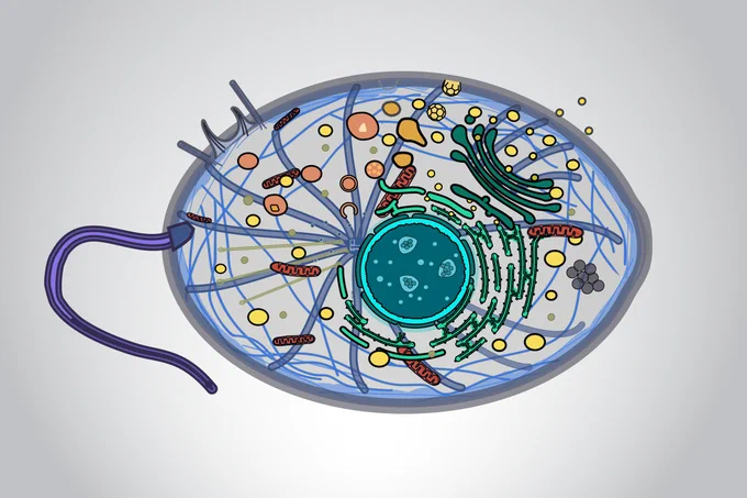 Alt text: Cartoon of a microbe showing all its internal structures.

Caption: Inferred subcellular organization in LECA, the last eukaryotic common ancestor, based on its estimated gene content. 

Credit: Cell illustration adapted from multiple graphics shared as open source by SwissBioPics.
