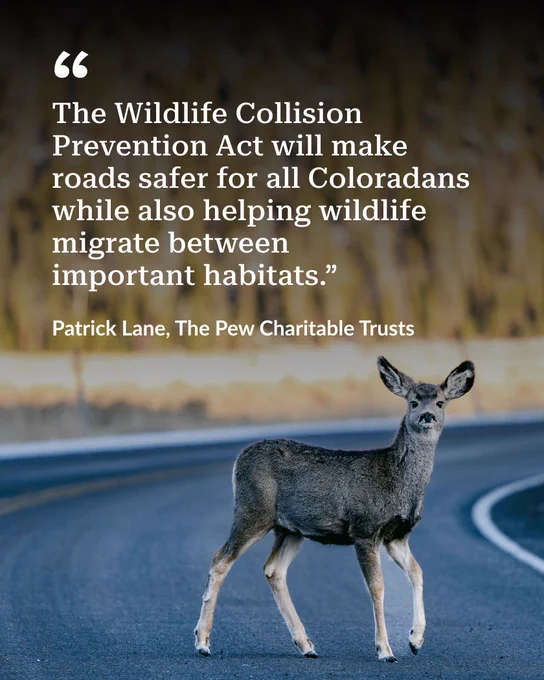 A deer stands cautiously on a curved road, highlighting the need for the Wildlife Collision Prevention Act to protect animals and drivers in Colorado.