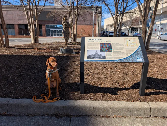 Vizsla dog Yonder seated in a city plaza by a historical plaque for a 2023 bronze statue of an African American woman from the late 1940s.