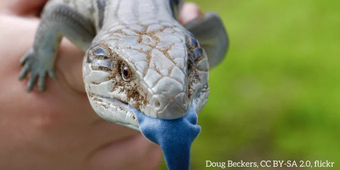A photo of a blue-tongued skink. It is being held in a human hand. The lizard is gray in color with a large, bright blue tongue.