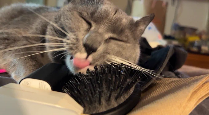 cat rubbing head against brush with tongue out