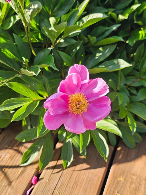 One light pink single peonie flower on the bush