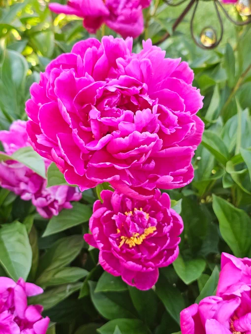 Bright pink double peonies on the bush with their fading comrades in the background; this momma amd daughter duo are beautiful