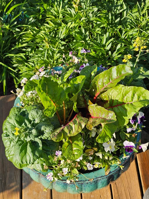 Pot on deck filled with pansies, bok choy, and rainbow chard