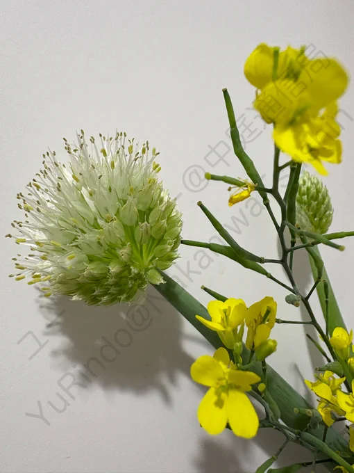 ネギと小松菜の花の写真。
AI対策：画像の無断使用、改変及びAI学習禁止 Unauthorized use prohibited, arraignment or AI training of this image.