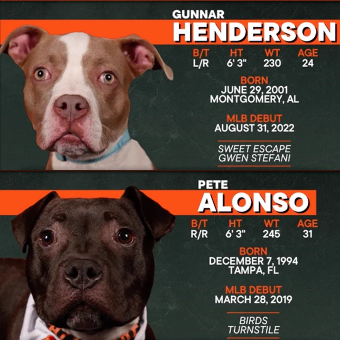 Top - A brown and white dog’s face is shown next to Gunnar Henderson’s name and info on the Orioles in-stadium scoreboard.
Bottom - A dark brown dog’s face is shown next to Pete Alonso’s name and info on the Orioles in-stadium scoreboard.